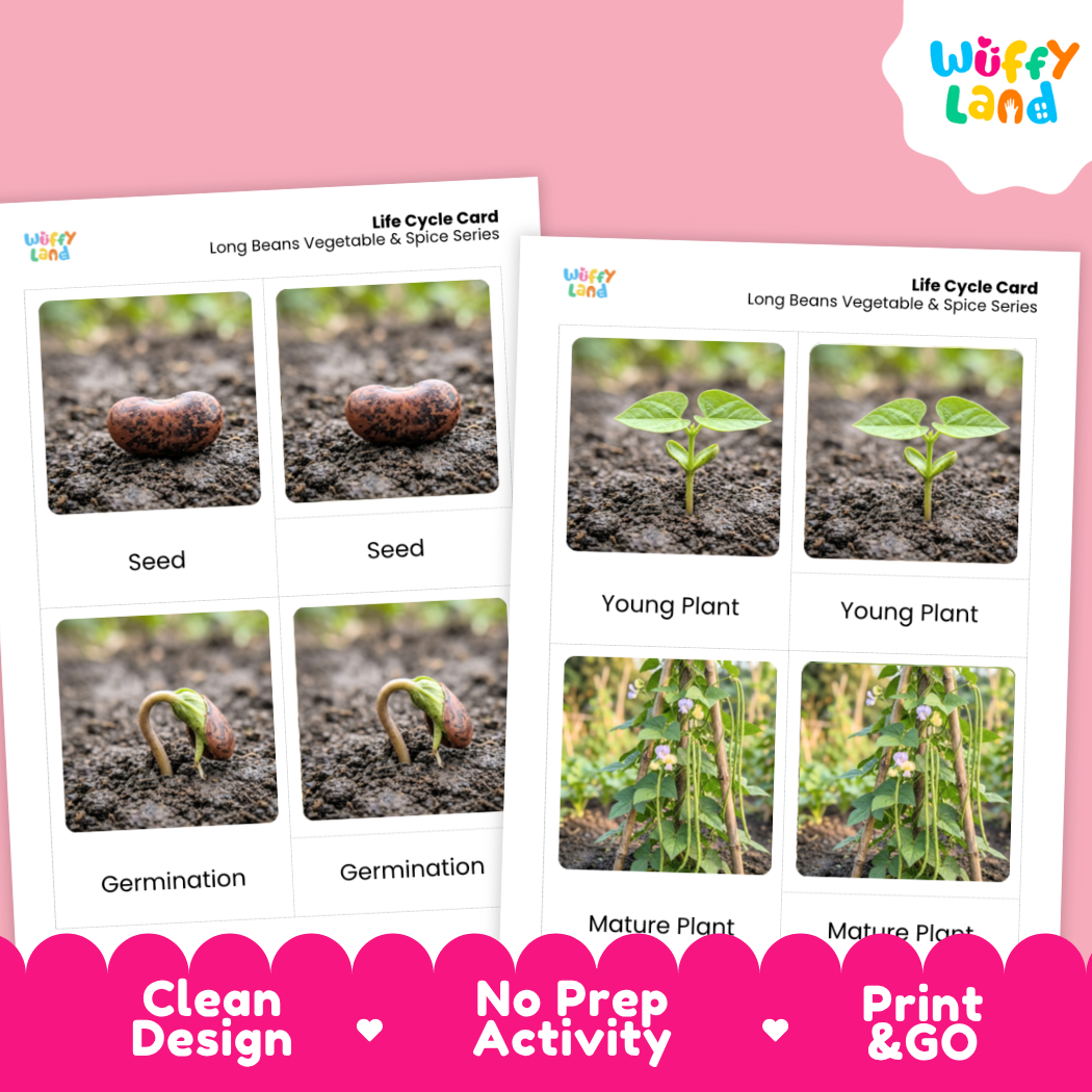 Two printed life cycle cards for long beans and spices shown on a pink background. The cards show labeled photos of a seed, germination, young plant, and mature plant.