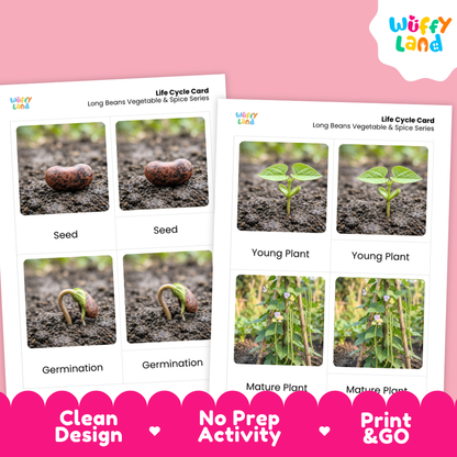 Two printed life cycle cards for long beans and spices shown on a pink background. The cards show labeled photos of a seed, germination, young plant, and mature plant.