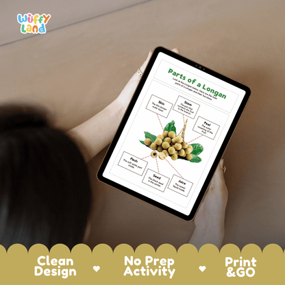 Educational cut and paste longan fruit anatomy worksheet with printable word cutout tiles for skin, peel, stem, flesh, seed, and juice