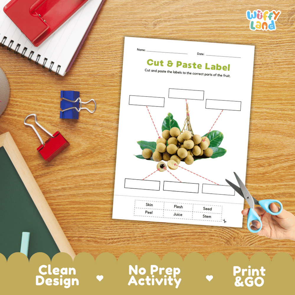 Printable plant biology worksheet showing a cluster of realistic longan fruits with blank labeling boxes and a vocabulary word bank for writing practice