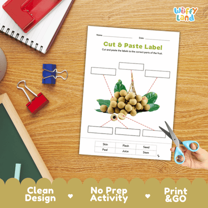 Printable plant biology worksheet showing a cluster of realistic longan fruits with blank labeling boxes and a vocabulary word bank for writing practice