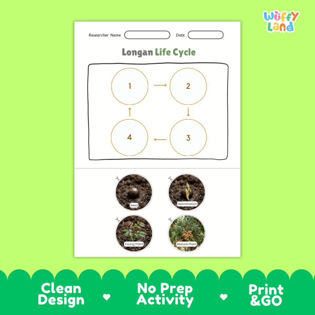 Educational reference chart poster showing the 4 stages of the longan life cycle from seed and germination to young seedling and mature fruit-bearing tree