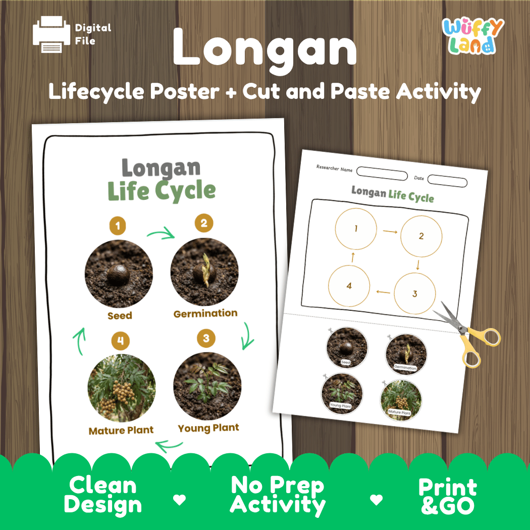 Longan tree plant life cycle educational poster and cut and paste printable sequencing activity featuring real photos for elementary science
