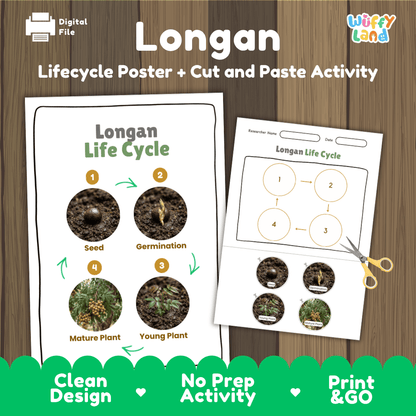 Longan tree plant life cycle educational poster and cut and paste printable sequencing activity featuring real photos for elementary science