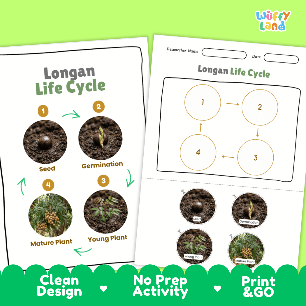 Print and go digital PDF plant science activity featuring clean design layout, researcher name line, and zero prep classroom format