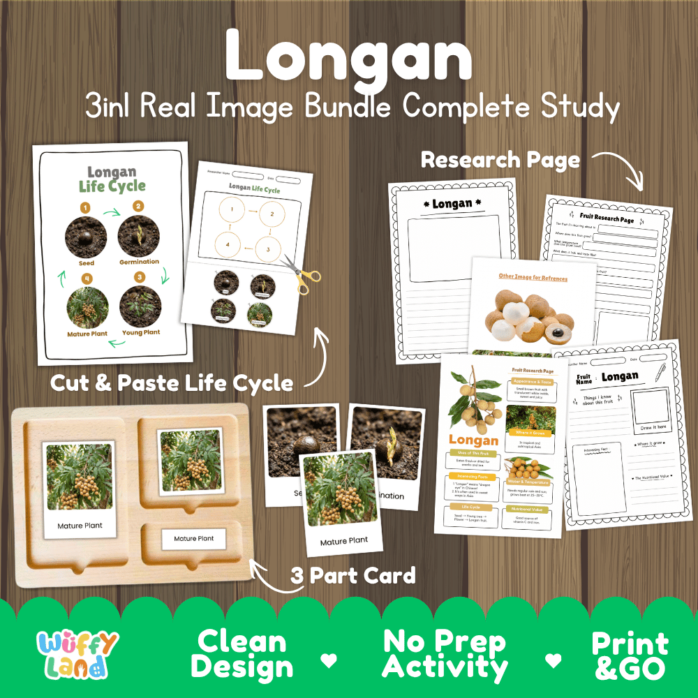 Longan tree life cycle 3in1 real image bundle complete study overview featuring cut and paste worksheets, Montessori 3-part cards, and research pages from Wuffy Land 🌰🌱