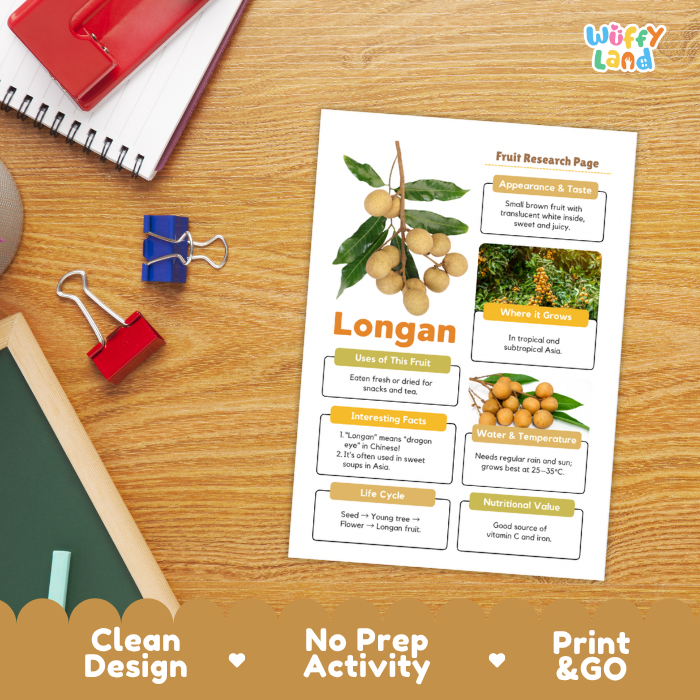 A printed fruit research page about Longan fruit lies on a wooden desk, surrounded by school supplies including a spiral notebook, binder clips, a pencil, and a red folder. The page has colorful text boxes, a fruit illustration, and a small photo.