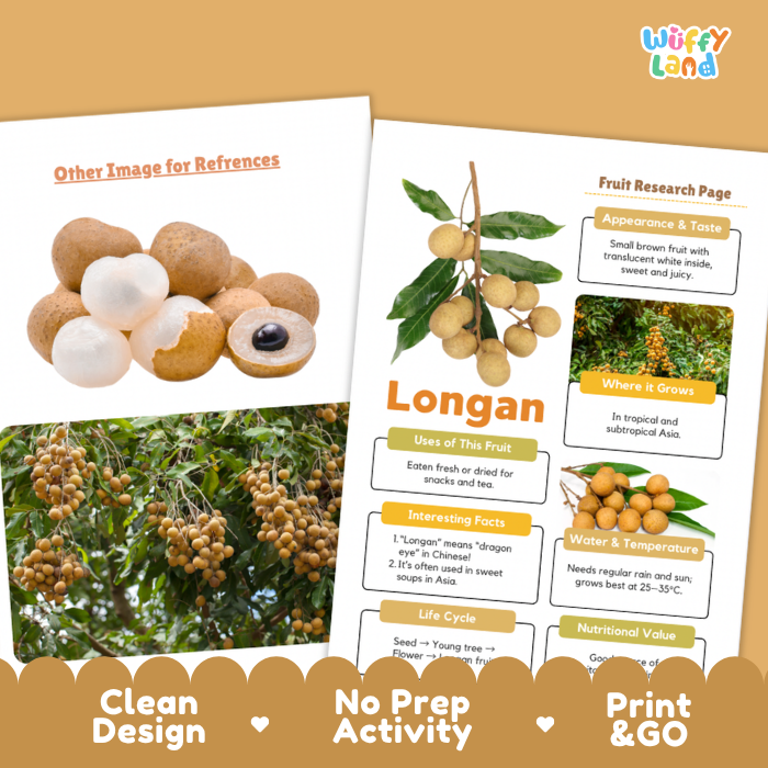 Two printed educational poster sheets about longan fruit displayed on a tan background. One sheet shows photos of longan fruits and the other shows labeled informational panels about appearance, taste, uses, where it grows, interesting facts, life cycle, water and temperature, and nutritional value.
