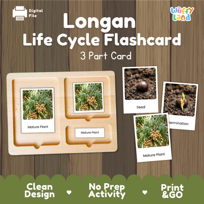 Longan Life Cycle Flashcard 3 Part Card Montessori Printable Activity