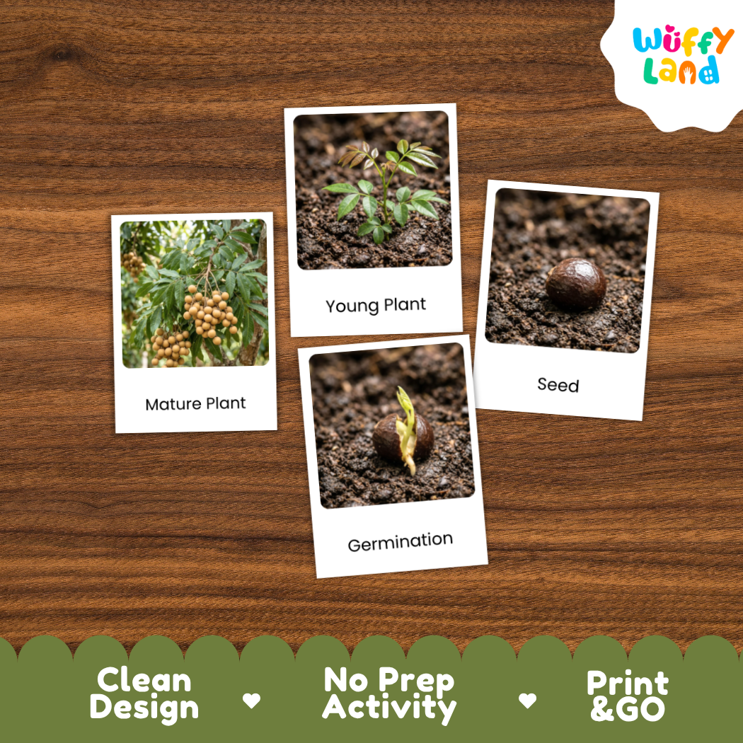 Four labeled photo cards showing plant growth stages and seed germination, arranged on a wood-grain background. The cards read 'Mature Plant,' 'Young Plant,' 'Seed,' and 'Germination.
