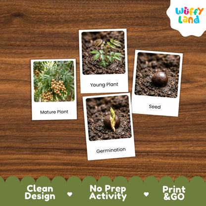 Four labeled photo cards showing plant growth stages and seed germination, arranged on a wood-grain background. The cards read 'Mature Plant,' 'Young Plant,' 'Seed,' and 'Germination.