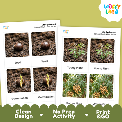 Longan Life Cycle Flashcard 3 Part Card Montessori Printable Activity
