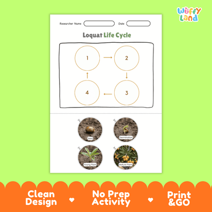 Educational reference chart poster showing the 4 stages of the loquat life cycle from seed and germination to young seedling and mature fruit tree