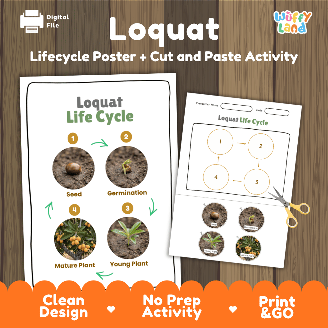 Loquat tree plant life cycle educational poster and cut and paste printable sequencing activity featuring real photos for elementary science