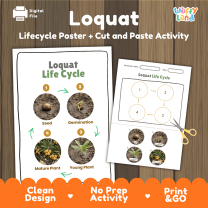 Loquat tree plant life cycle educational poster and cut and paste printable sequencing activity featuring real photos for elementary science