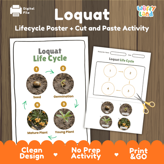 Loquat tree plant life cycle educational poster and cut and paste printable sequencing activity featuring real photos for elementary science