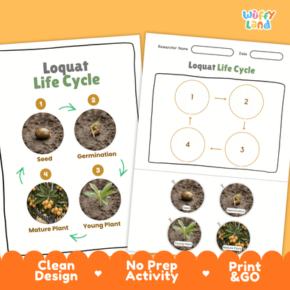 Print and go digital PDF plant science activity featuring clean design layout, researcher name line, and zero prep classroom format