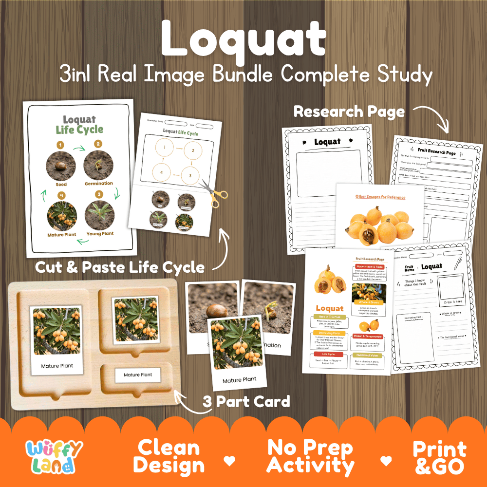 Loquat tree life cycle 3in1 real image bundle complete study overview featuring cut and paste worksheets, Montessori 3-part cards, and research pages from Wuffy Land 🍊🌱