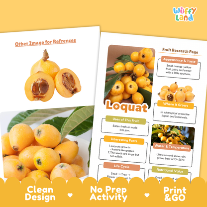 Two printed educational poster pages about loquat fruit displayed on a warm yellow background. The left page shows a photo collage of ripe yellow-orange loquat fruits with green leaves, and the right page is a labeled fruit research page with headings like Appearance & Taste, Where It Grows, Uses of Fruit, Interesting Facts, and Water & Temperature.
