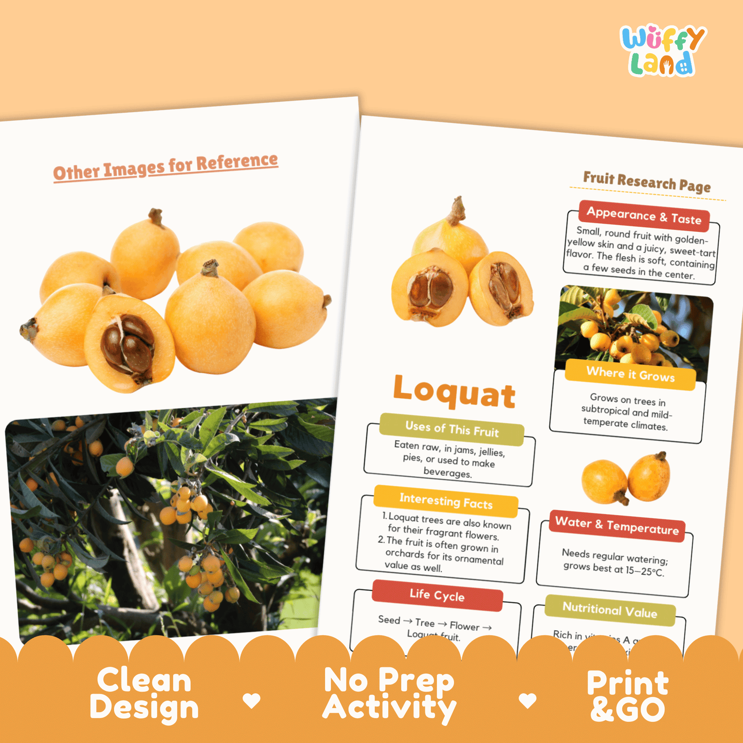 Loquat Fruit Research Project Science Worksheet Fact Sheet Activity Wuffyland