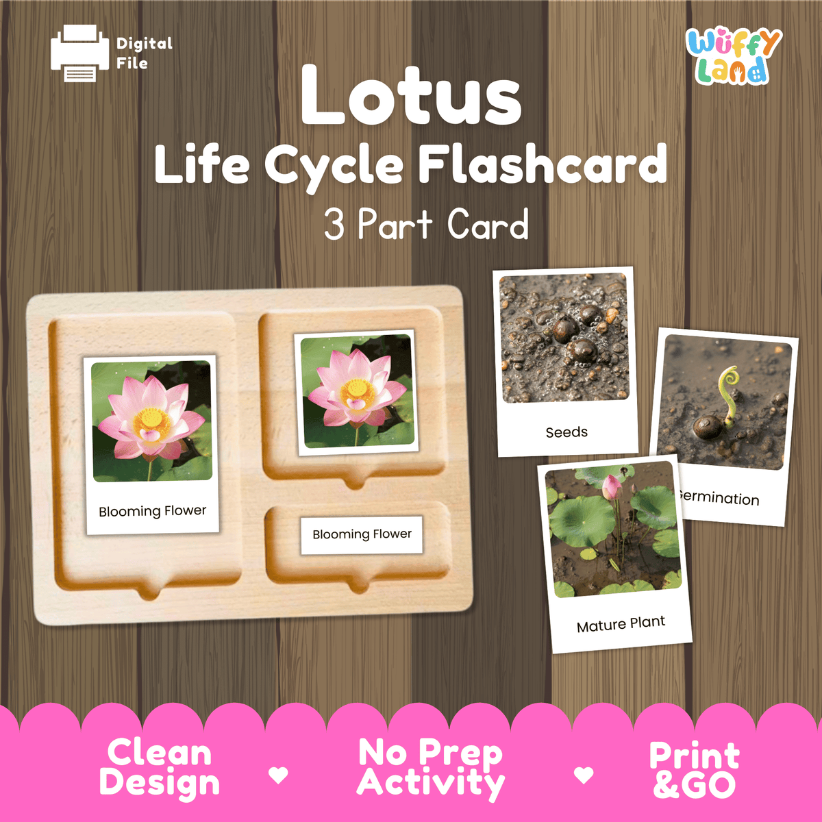 Montessori three part cards featuring real photographic images of lotus growth stages and blooming pink flowers displayed on a wooden tray