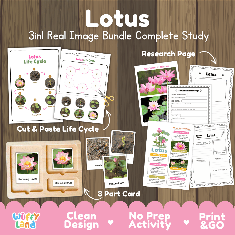 Lotus plant 3in1 real image bundle complete study printable featuring 6-stage life cycle cut and paste worksheets, Montessori 3-part cards, and research pages