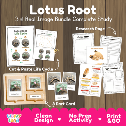 Lotus root 3in1 real image bundle complete study printable featuring life cycle cut and paste worksheets, Montessori 3-part cards, and research pages