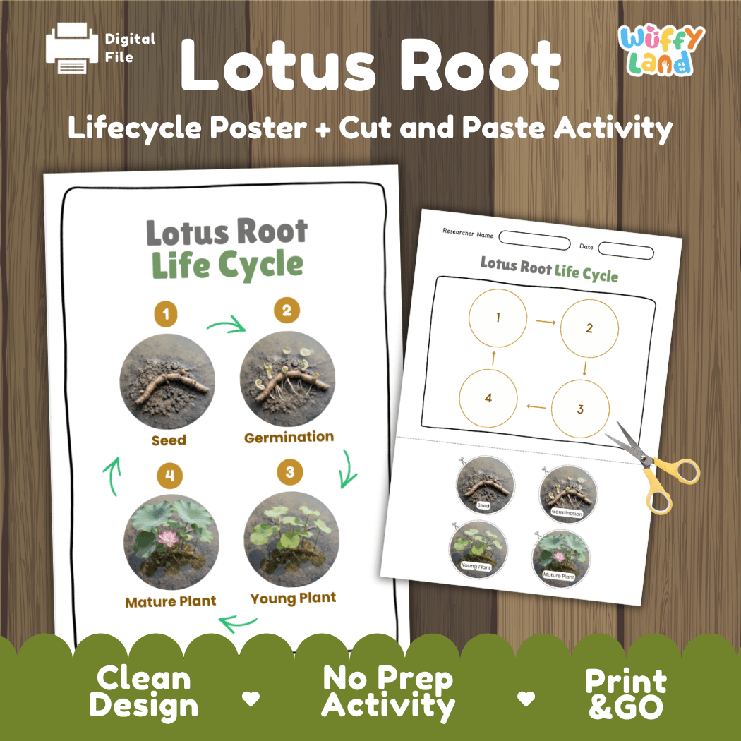 Lotus root aquatic plant life cycle educational printable pack cover showing visual reference poster and cut and paste sequencing worksheet with real photography