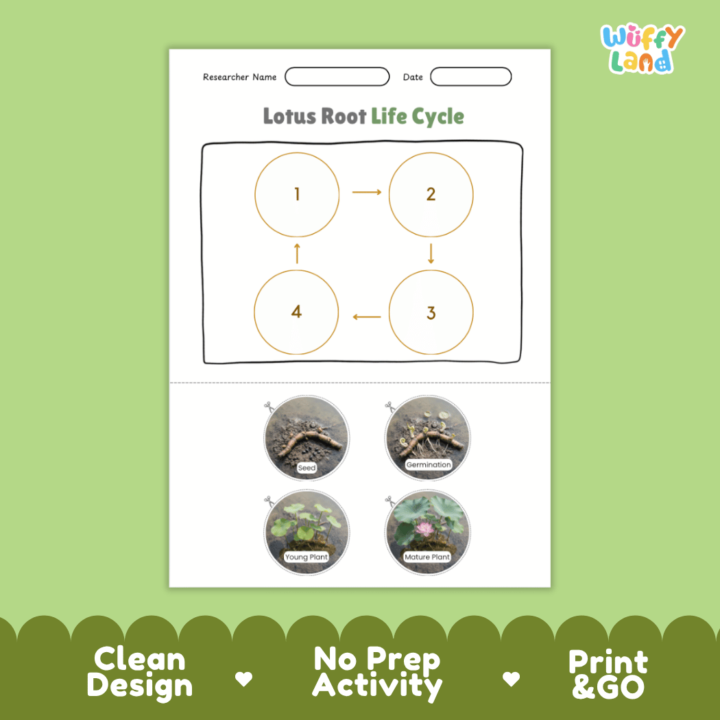 Educational reference poster showing four realistic photo stages of a lotus root life cycle including seed, germination, young plant, and mature plant