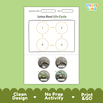 Educational reference poster showing four realistic photo stages of a lotus root life cycle including seed, germination, young plant, and mature plant