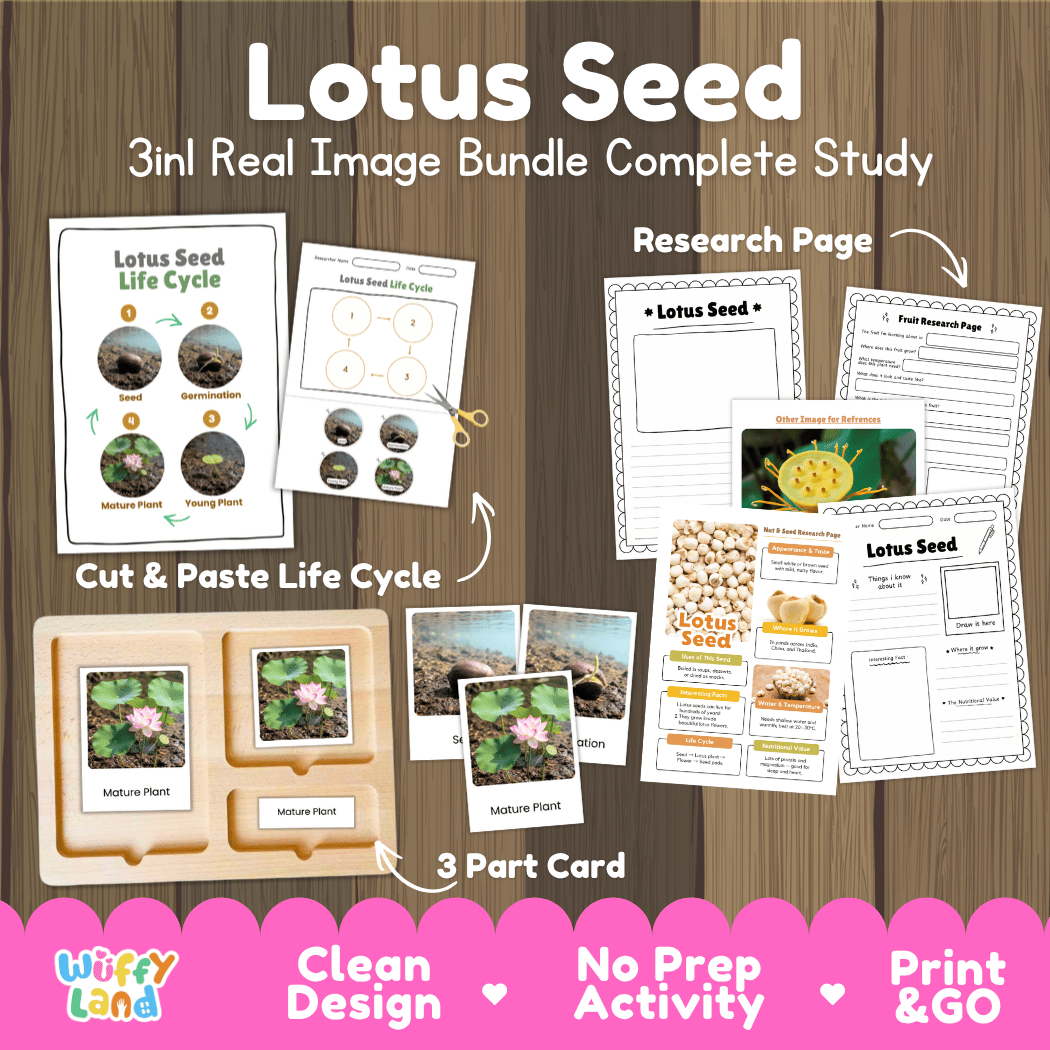 Complete Lotus Seed 3-in-1 real image study bundle featuring cut and paste worksheets, Montessori 3-part cards, and research pages 🪷🌱
