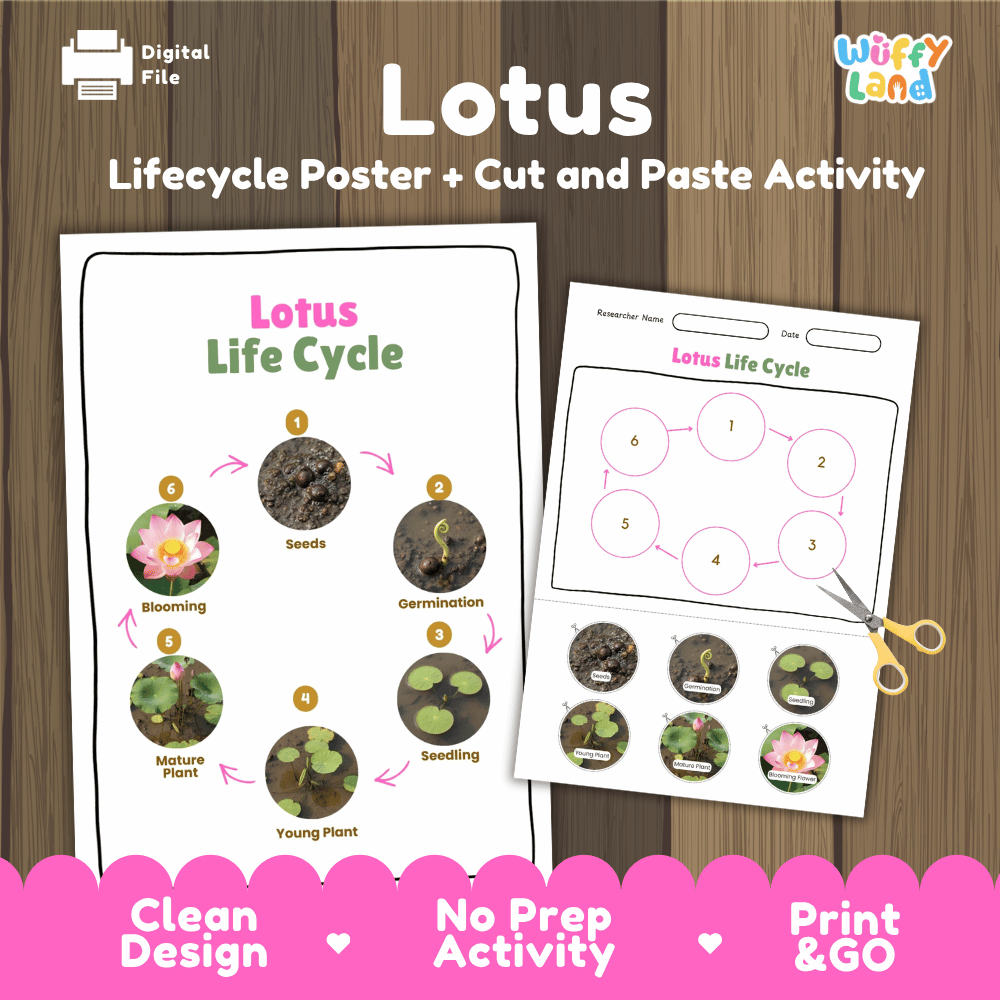 Lotus Lifecycle Poster and Cut and Paste Activity Worksheets | Plant Science Printables