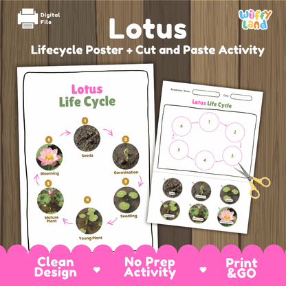 Lotus Lifecycle Poster and Cut and Paste Activity Worksheets | Plant Science Printables