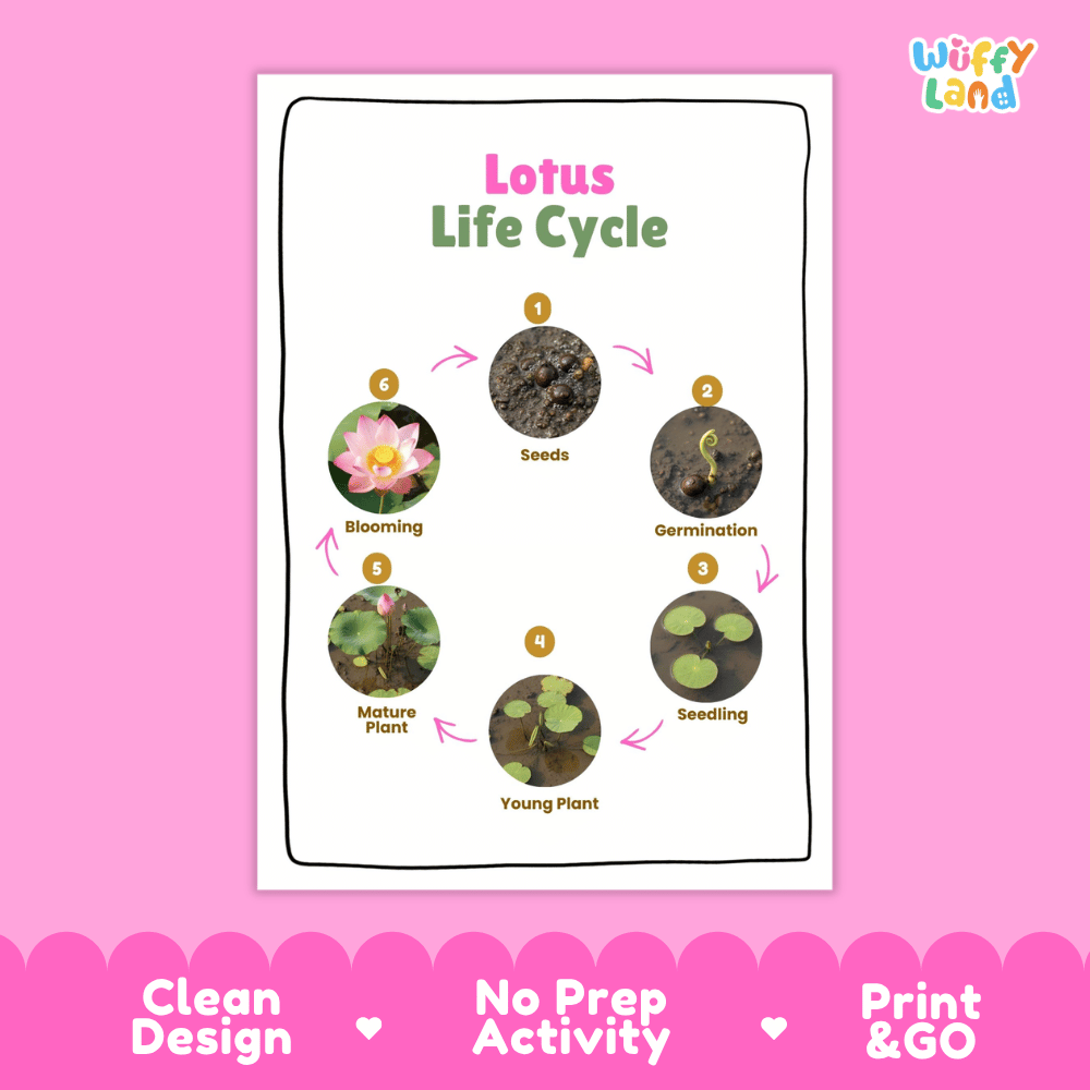 Lotus Lifecycle Poster and Cut and Paste Activity Worksheets | Plant Science Printables