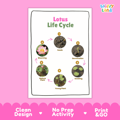 Lotus Lifecycle Poster and Cut and Paste Activity Worksheets | Plant Science Printables