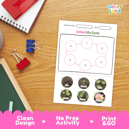 Lotus Lifecycle Poster and Cut and Paste Activity Worksheets | Plant Science Printables