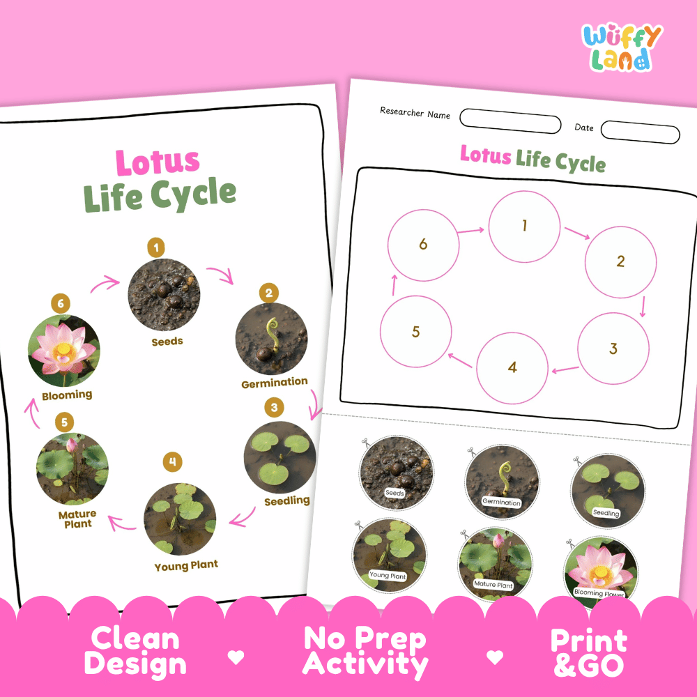 Lotus Lifecycle Poster and Cut and Paste Activity Worksheets | Plant Science Printables