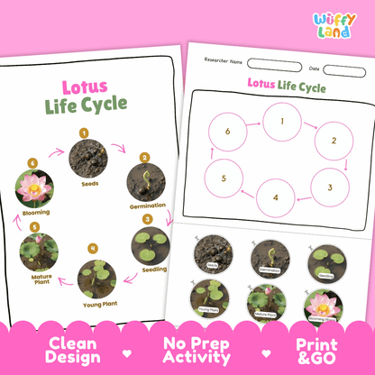 Lotus Lifecycle Poster and Cut and Paste Activity Worksheets | Plant Science Printables