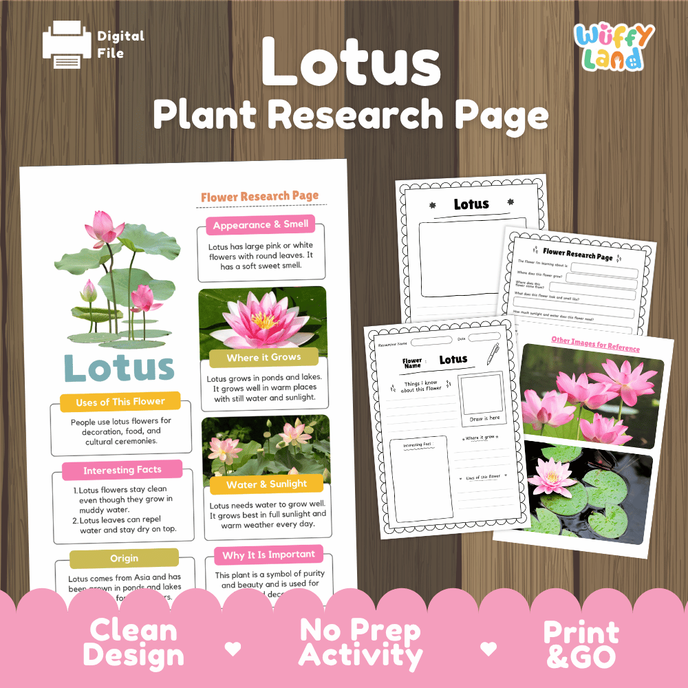 Lotus Plant Research Page Worksheets and Information Poster
