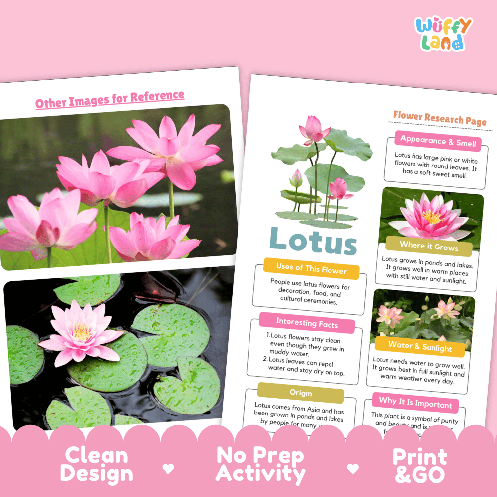 Lotus Plant Research Page Worksheets and Information Poster