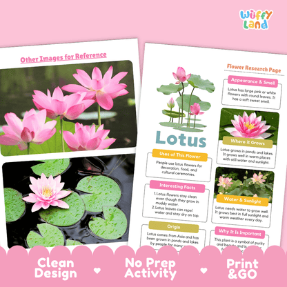 Lotus Plant Research Page Worksheets and Information Poster