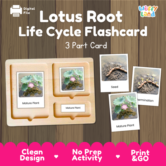 Digital product preview for a 'Lotus Root Life Cycle Flashcard' set by Wiffy Land, showing a wooden 3-part card tray with sample cards and three separate photo cards depicting seed, germination, and mature plant stages on a wood-grain background.