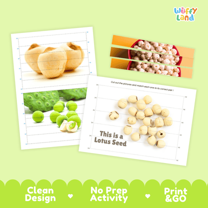 Lotus Seed Cut and Match Activity Worksheets | Nuts and Dried Fruits Puzzle Printables