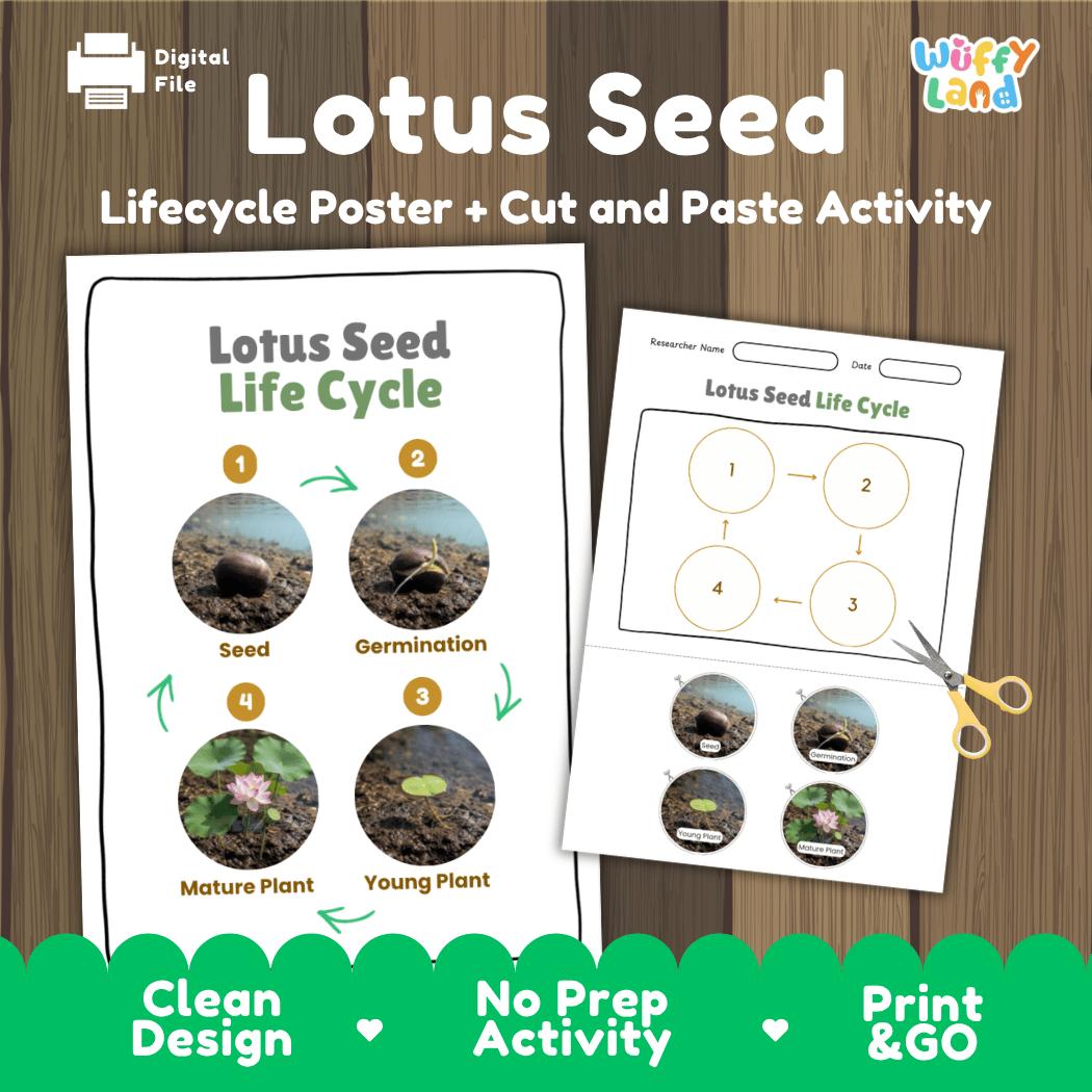 Lotus Seed Life Cycle Poster and Cut and Paste Activity Worksheets