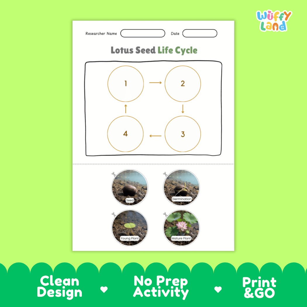 Lotus Seed Life Cycle Poster and Cut and Paste Activity Worksheets