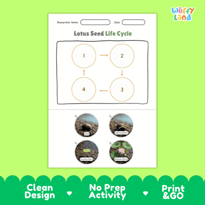 Lotus Seed Life Cycle Poster and Cut and Paste Activity Worksheets