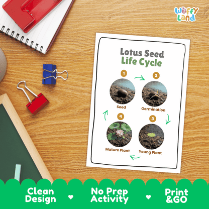 Lotus Seed Life Cycle Poster and Cut and Paste Activity Worksheets