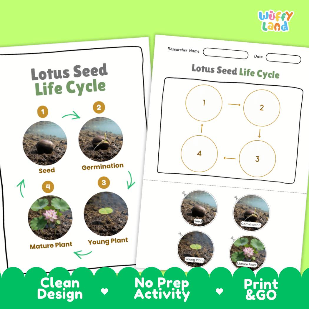 Lotus Seed Life Cycle Poster and Cut and Paste Activity Worksheets