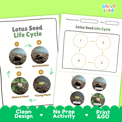 Lotus Seed Life Cycle Poster and Cut and Paste Activity Worksheets