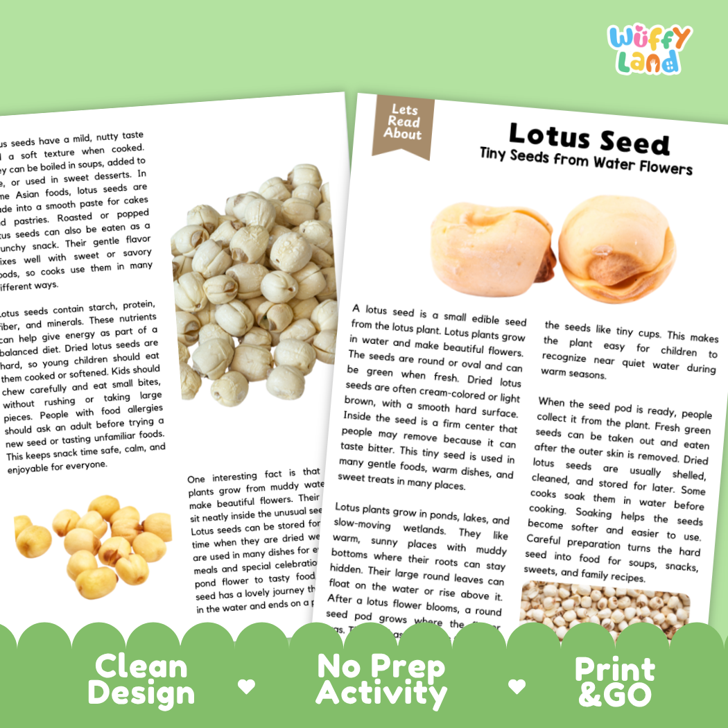 A children's educational activity sheet about lotus seeds, featuring a large illustrated page with text, a small seed illustration, and three colored banners at the bottom reading 'Clean Design,' 'No Prep Activity,' and 'Print & Go.'.